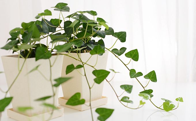 クリスマスプレゼントには向いてない可能性がある観葉植物の画像