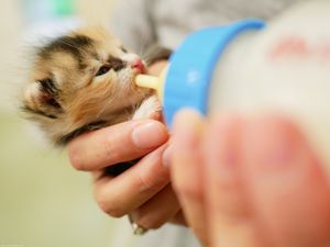 三度の飯よりカメラレンズ 10カ月で100万円以上使うまで「レンズ沼」にハマった話