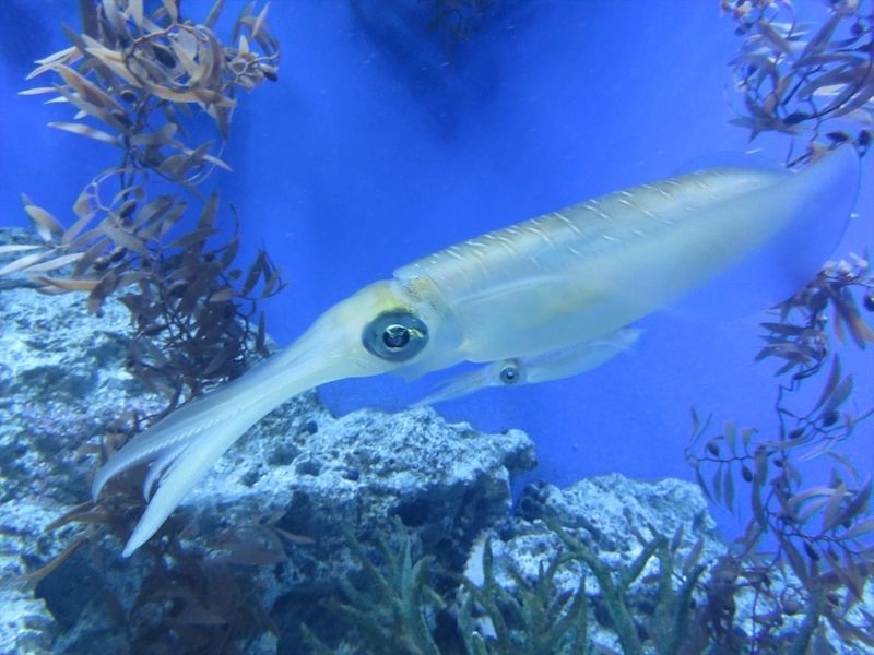 イカ に魅了され 海へ釣りに行くまでハマってしまった8年間を振り返る マネ会 趣味 By Ameba