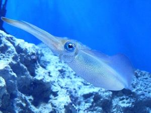 「イカ」に魅了され、海へ釣りに行くまでハマってしまった8年間を振り返る