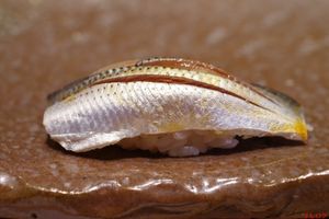 「食の変態」が語る、節約までして食べたい鮨の魅惑