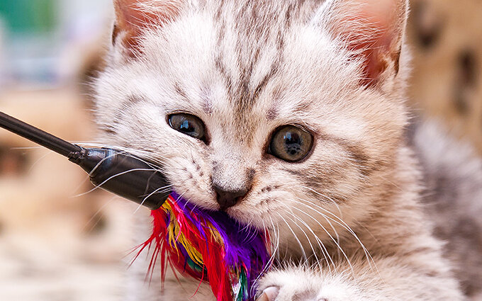 猫のおもちゃおすすめ18選｜キャットケアスペシャリストによるランキング付き！ | モノレコ by Ameba