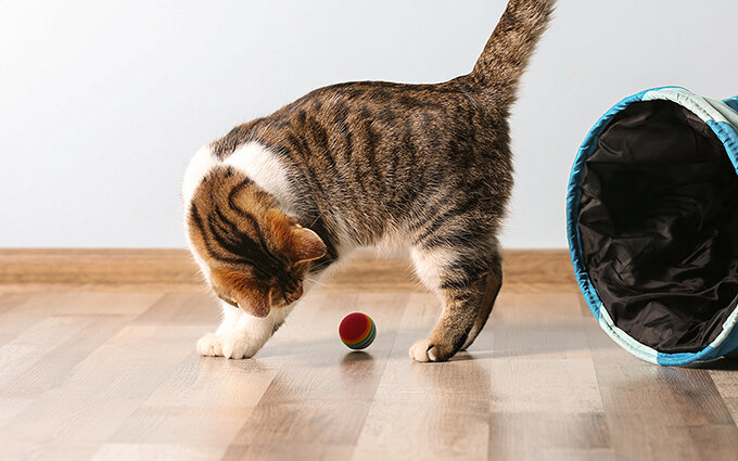 猫のおもちゃおすすめ18選 キャットケアスペシャリストによるランキング付き モノレコ By Ameba