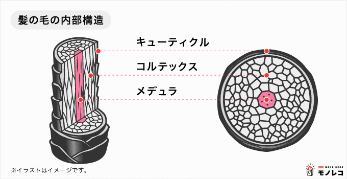 髪の内部構造