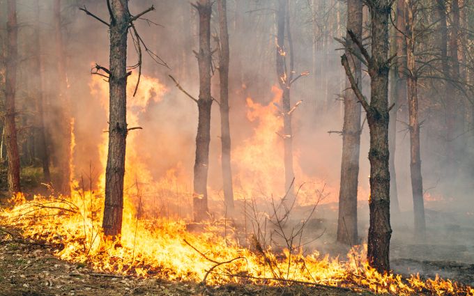 山火事の画像