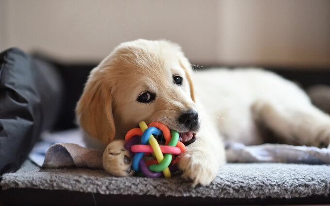 犬のおもちゃおすすめ15選｜動物取扱責任者が選んだボールやぬいぐるみ知育玩具も紹介