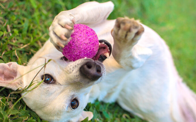 犬のおもちゃおすすめ15選 専門家が選んだボールやぬいぐるみ知育玩具も紹介 モノレコ By Ameba