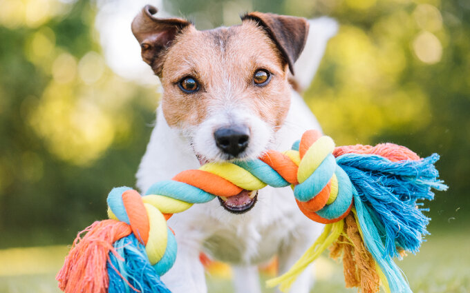 犬のおもちゃおすすめ15選 専門家が選んだボールやぬいぐるみ知育玩具も紹介 モノレコ By Ameba