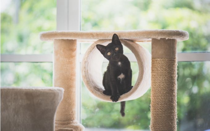 キャットタワーと黒猫の画像