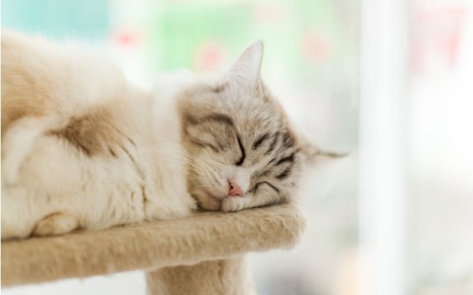 リラックスする猫の画像
