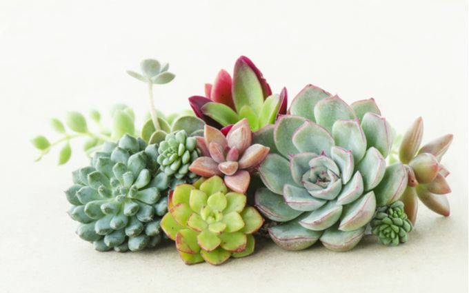 多肉植物の画像