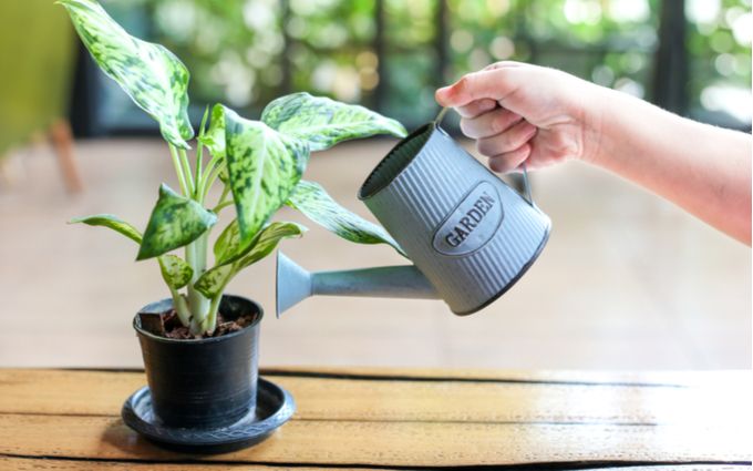 観葉植物の水やり画像