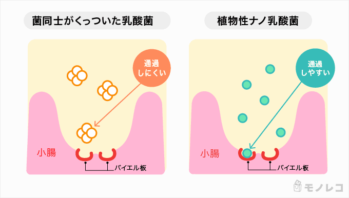植物性ナノ型乳酸菌の仕組みのグラフ画像