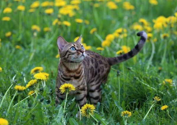 グレインフリーのキャットフードおすすめ32選 獣医師による選び方も 22年 モノレコ By Ameba