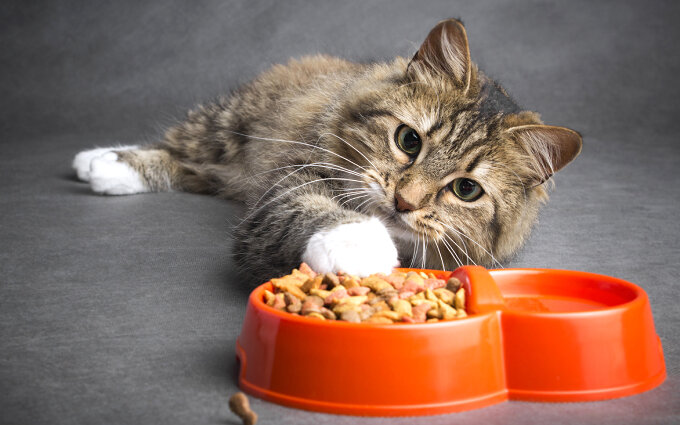 シニア猫用キャットフードおすすめ19選【獣医師監修】高齢猫が本当に必要な食事とは？