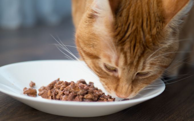 無添加キャットフードおすすめ31選【獣医師監修】注意すべき添加物も解説 | モノレコ by Ameba