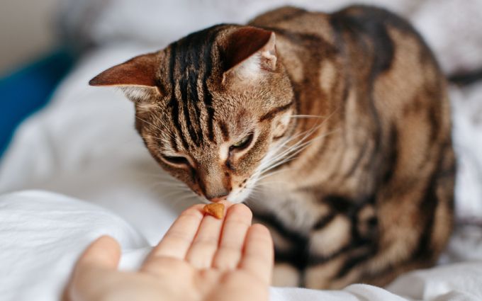 飼い主が猫に餌をやっている画像
