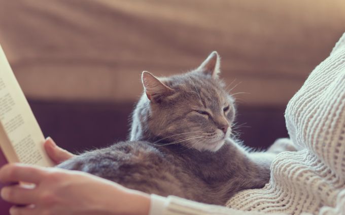読書をしている飼い主の膝の上でくつろぐ猫