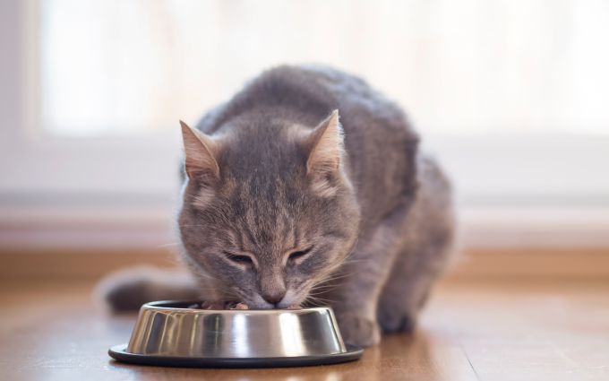 キャットフードを食べている成猫の画像