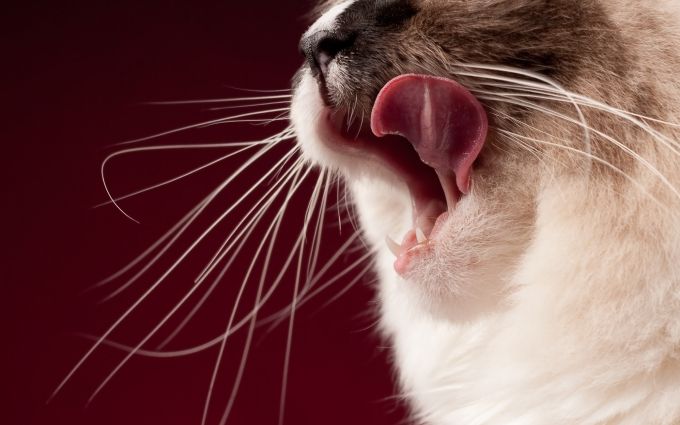 高級キャットフードを食べ終わった猫の口元の画像
