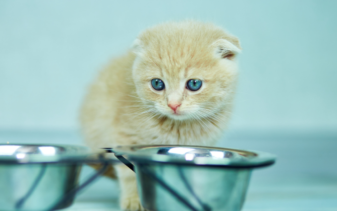 子猫用離乳食おすすめ16選 獣医師監修 生後2ヶ月からのキャットフード モノレコ By Ameba