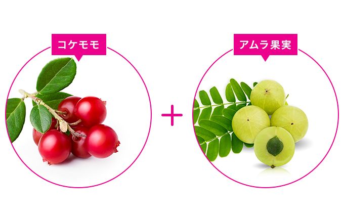 資生堂 ザ・コラーゲン ドリンク Wに含まれるコケモモとアムラ果実のイラスト画像