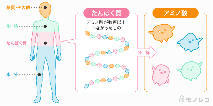 たんぱく質とアミノ酸の説明イラスト画像