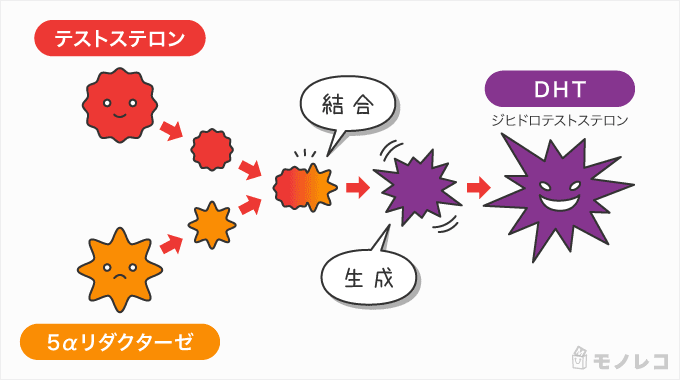 5aリダクターゼ、テストステロン、DHTの関係を説明するイラスト画像