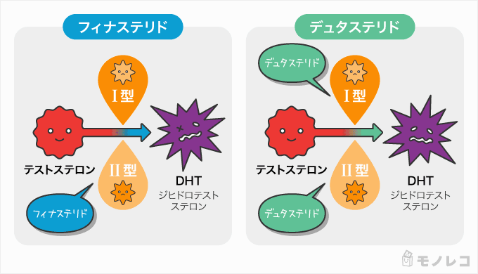 フィナステリド、デュタステリドの作用を説明するイラスト画像