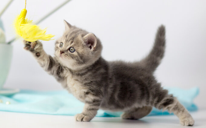 猫のおもちゃおすすめ18選｜キャットケアスペシャリストによるランキング付き！  モノレコ by Ameba