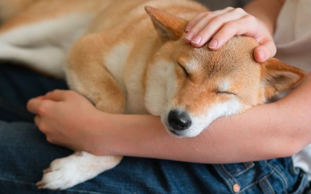 膝の上で撫でられている柴犬