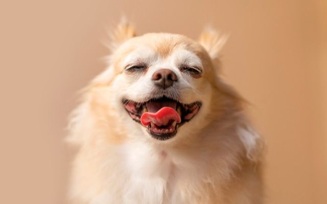 笑顔のチワワ