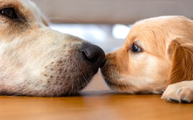 鼻を引っ付けて向かいあっているゴールデンレトリバーの親子