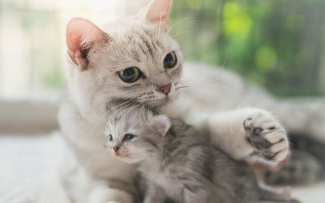 抱き合っているグレーの親子猫