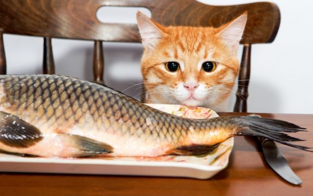 机に置いてある魚を見つめるオレンジ色の猫
