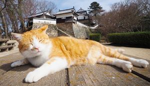 絶品グルメが盛りだくさん！高梁市のおすすめふるさと納税返礼品をご紹介