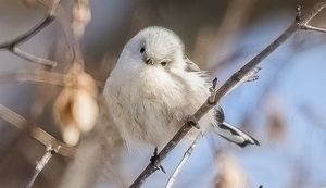 さまざまな活動をとおして地域を活性化!芦別商工会議所の取り組みをご紹介