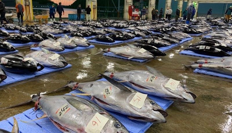 漁獲されたまぐろの画像
