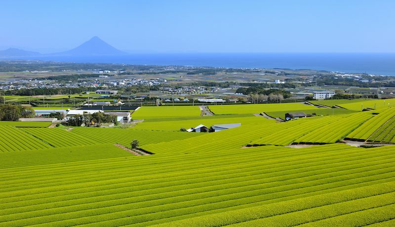 鹿児島県枕崎市はどんなまち？市の特徴や人気のふるさと納税返礼品を紹介