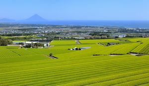 鹿児島県枕崎市はどんなまち?市の特徴や人気のふるさと納税返礼品を紹介