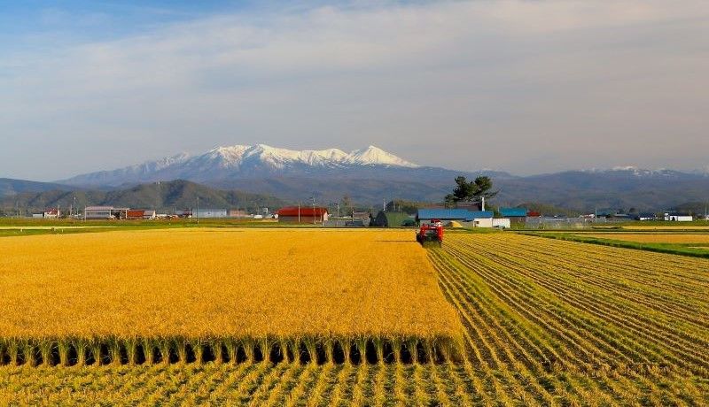 「スキーといちごのまち」北海道比布町のふるさと納税返礼品についてインタビュー