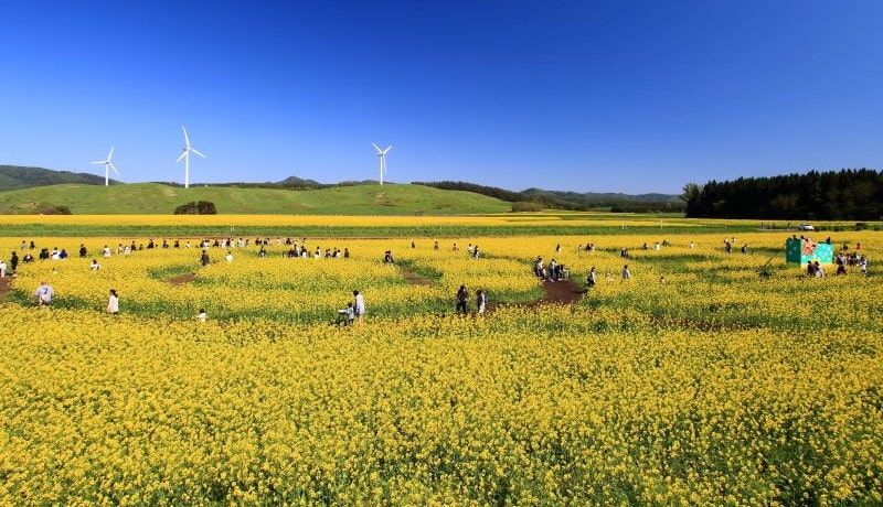 国内有数の作付面積を誇る菜の花畑が美しい！青森県横浜町のふるさと納税返礼品についてインタビュー