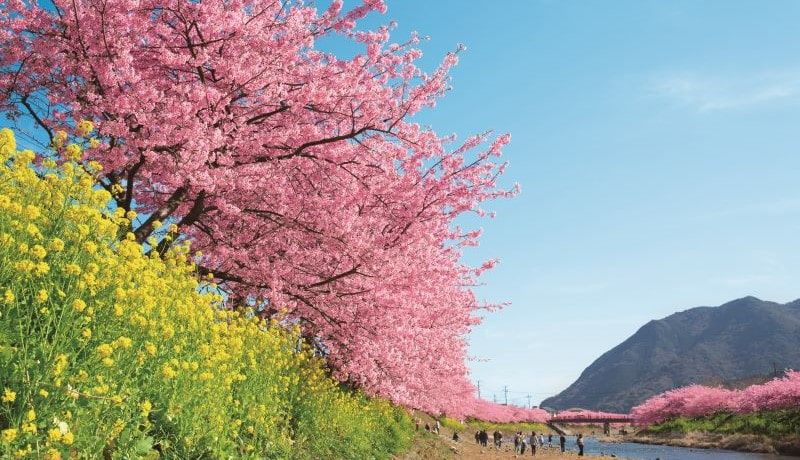 河津桜発祥の地！豊かな自然が満喫できる静岡県河津町のふるさと納税返礼品についてインタビュー