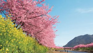 河津桜発祥の地!豊かな自然が満喫できる静岡県河津町のふるさと納税返礼品についてインタビュー