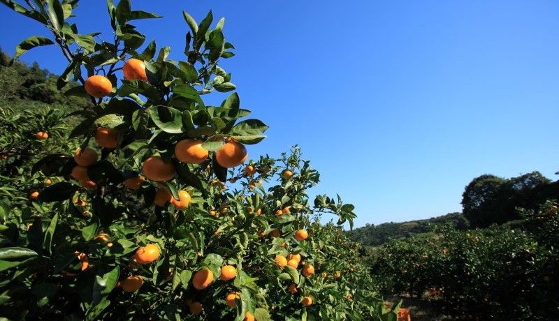 御浜町の人気グルメを味わおう！美味しく食べられるふるさと納税返礼品をご紹介